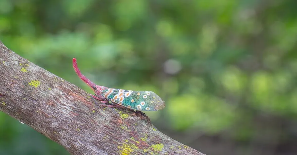 New Lanternfly Species Vietnam Cambodia